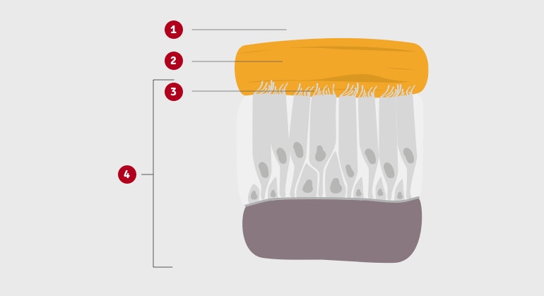 A detailed diagram shows the different parts of the airways in relation to a cough